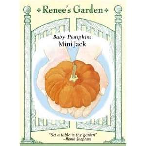  Pumpkin   Mini Jack Seeds Patio, Lawn & Garden