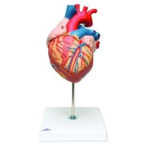 3B Scientific G12 4 Part Heart Model, 2 Times Life Size, 12.6 x 7.1 