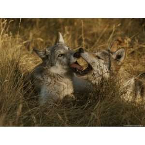 Fourteen Week Old Gray Wolf Pups, Canis Lupus, Jaw Spar Photographic 