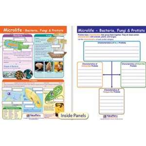  Microlife Bacteria Fungi & Protists Visual Learnin Office 