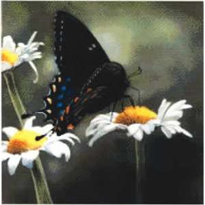  Swallowtail Butterfly (cross stitch) Arts, Crafts 