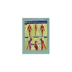  Muscular System, Laminated Guide: Health & Personal Care