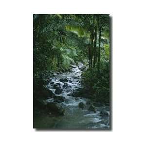  Tropical Stream El Yunque Puerto Rico Giclee Print: Home 