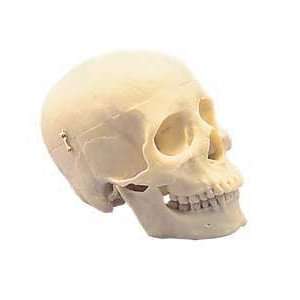 First Class Human Skull 320C:  Industrial & Scientific