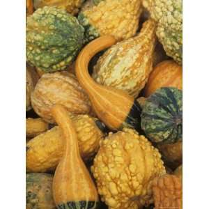 Shapes and Textures of Squash at Halloween, Acton, Massachusetts, USA 