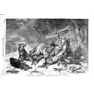  1854 Traveller Attacked Wolves Horse Man Gun Ansdell: Home 