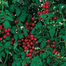 Cherry Sweetie Tomato Seeds   50  