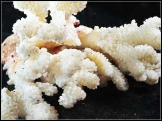 6LB / 6 White Coral Septastraea Deep Sea Fossil Free Shipping 