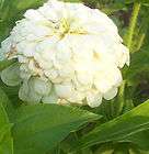 white zinnia seeds  