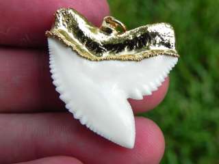 Great Looking Modern Tiger Sharks Tooth In Gold Cap   