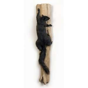  Black Squirrel on Driftwood Taxidermy Mount Everything 