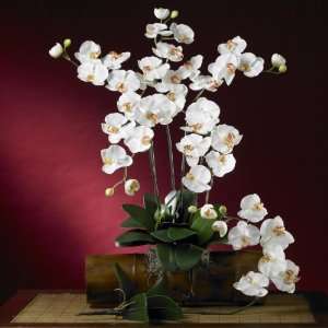  Phalaenopsis Silk Orchid Flower w/Leaves (6 Stems)