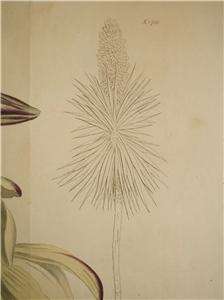 LARGE CURTIS H/C COPPERPLATE BOTANICAL YUCCA 1815  
