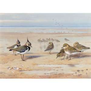   Thorburn   24 x 24 inches   Lapwing And Golden Plover