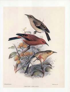 FREDERICK FROHAWK print endemic Hawaiian bird APAPNE Himatione 