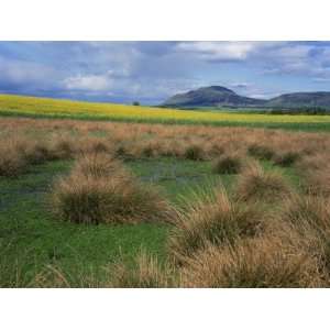  Landscape View of Grass and Field, with Lomond Hill Beyond 