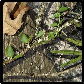 Camo Form Mossy Oak Obsession Camouflage Gun Gear Wrap  