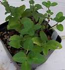 Psychotria viridis Chacruna Ayahuasca Yagè Shaman Herb items in Funny 