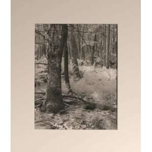 Forest Scene   Photography   Lud Schomig   16x19: Home 