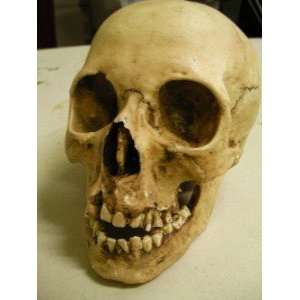  Realistic Resin Human Skull Replica Prop: Everything Else