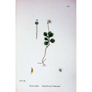  Single Flowered Winter Green Botany Plants C1902 Pyrola 