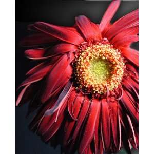  Wilting Gerber Daisy: Flower Photograph: Home & Kitchen