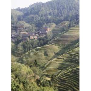 Longsheng Terraced Ricefields, Guilin, Guangxi Province, China Premium 