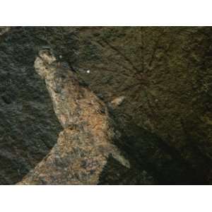 Close View of a San Bushman Rock Painting of an Elands Head Stretched 