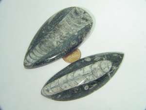 BUTW (2) Orthoceras nautiloid fossils lapidary 3153B  