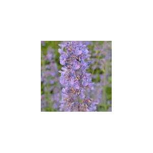 Todds Seeds   Herb   Catmint Herb Seed, Sold by the Pound 