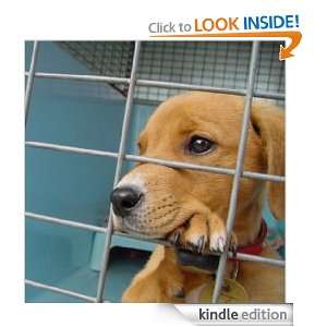 Adopting A New Dog   Considerations You Have To Make Dog Adoption 