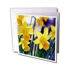  WhiteOak Photography Floral Prints   Daffodils After a 