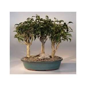 Oriental Ficus Bonsai   3 Tree Group (ficus benjamina 