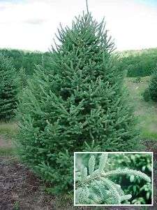 MOST POPULAR White Spruce TREE seeds  