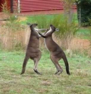 Australia 2012 Discover Australia Red Kangaroo $5 1/25 Oz .9999 Pure 