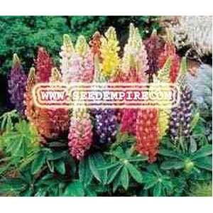  LUPINE RUSSELL MIX Lupinus Polyphyllus Russell     50 Flower Seeds 