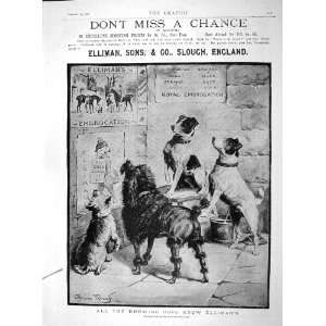  1892 Advertisement Elliman Sons Slough England Dogs