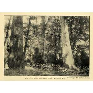 1907 Print Monterey Hotel Yaquina Bay Tree Newport   Original Halftone 