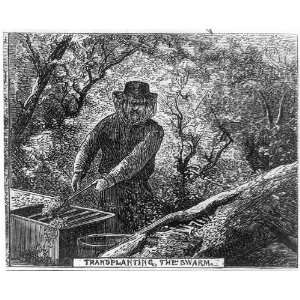    Hunting wild bees. Transplanting the swarm,1881