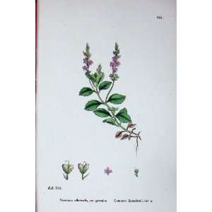  Common Speedwell Veronica Colour Sowerby Plants C1902 