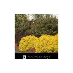 Golden Nugget Barberry Plant, One Gallon Container by Monrovia Growers