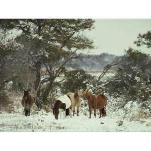 Chincoteague Ponies Forage for Food in the Snowy Assateague Landscape 