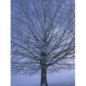  Beech Tree in Winter, Hoar Frost on Branches, Derbyshire 