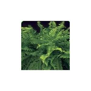  50 boston fern roots Patio, Lawn & Garden