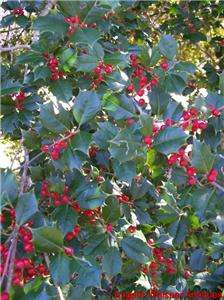 Real Fresh Cut Holly Boughs Branches LOTS OF RED BERRIES Sprigs Greens 
