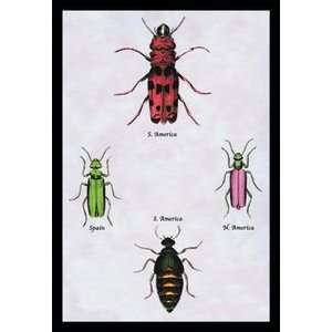 Beetles from North and South America and Spain #1   12x18 Framed Print 