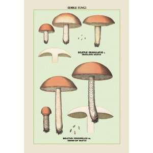  Edible Fungi Boletus Granulatus and Versipellis 20x30 