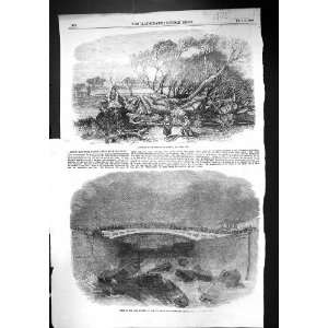 1856 Elm Tree Hyde Park Accident City Canal Dock Gates Blackwall Point 