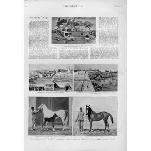   Training Breeding Stable Cairo Egypt 1894 Horse