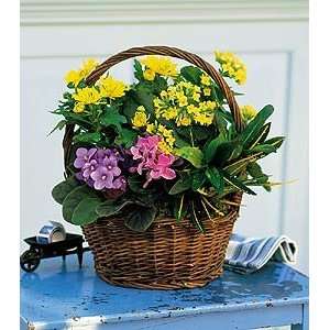  Petite European Basket   Same Day Delivery Available 